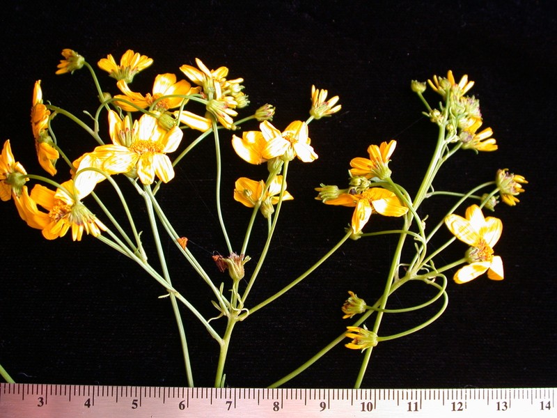Bidens polycephala photo 5