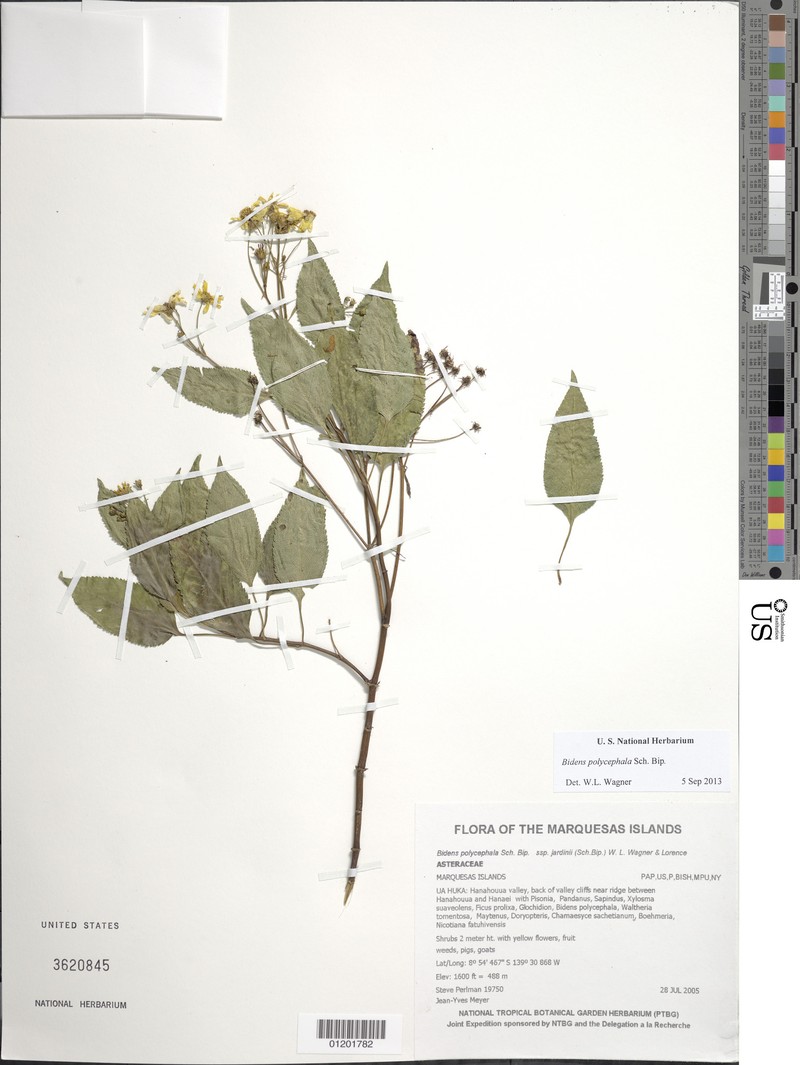 Bidens polycephala photo 6