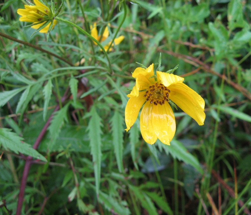 Bidens polylepis