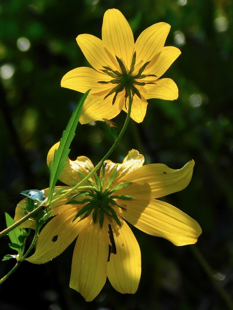 Bidens polylepis photo 2