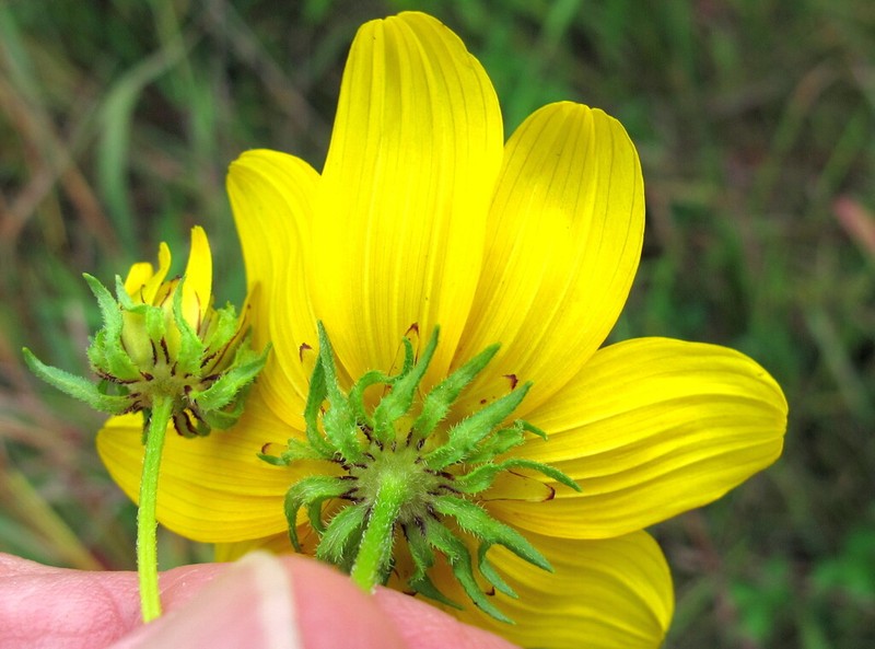 Bidens polylepis photo 3