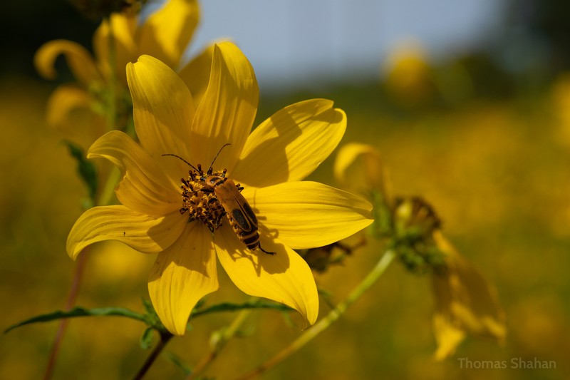 Bidens polylepis photo 4