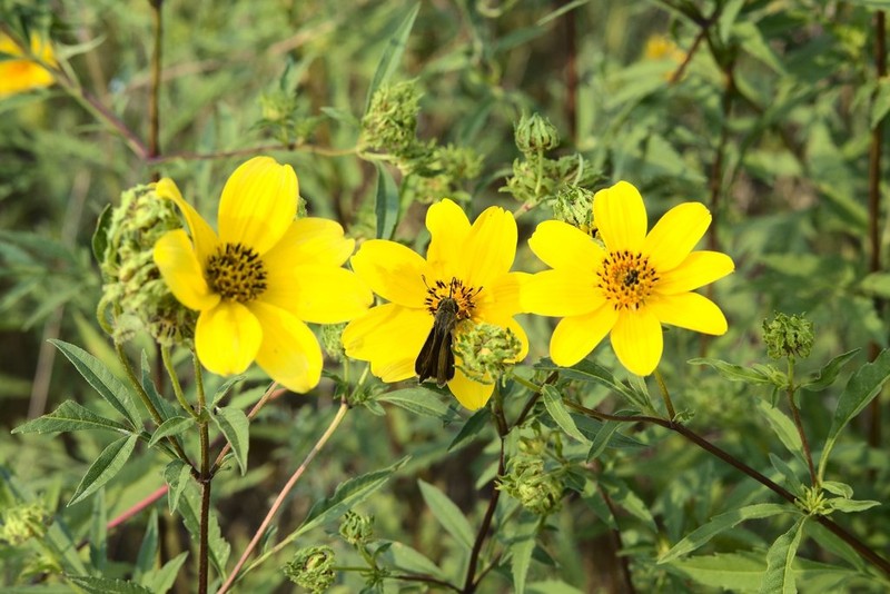 Bidens polylepis photo 5