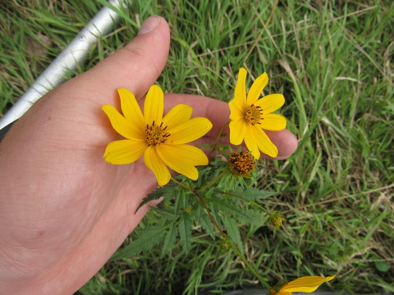 Bidens polylepis photo 6