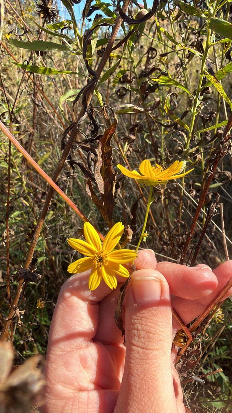 Bidens polylepis photo 8