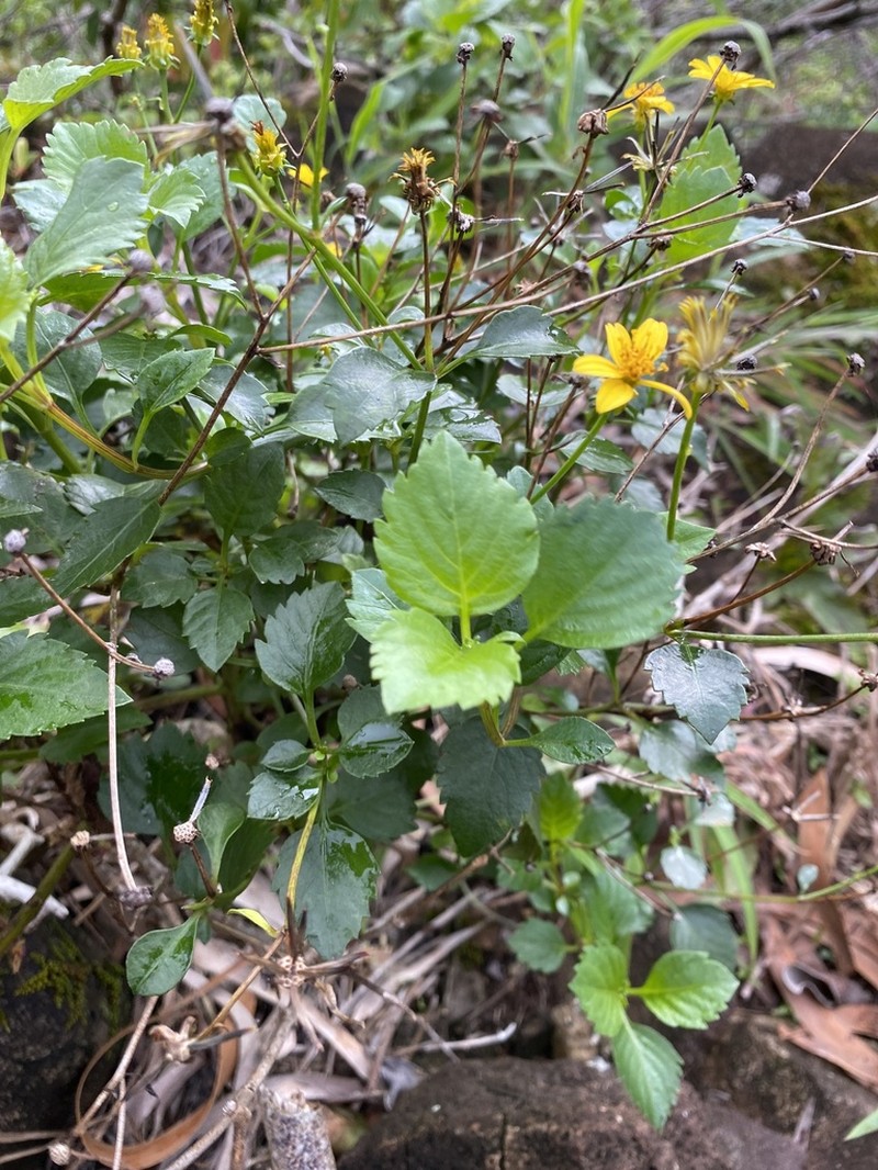 Oahu Beggarticks photo 3