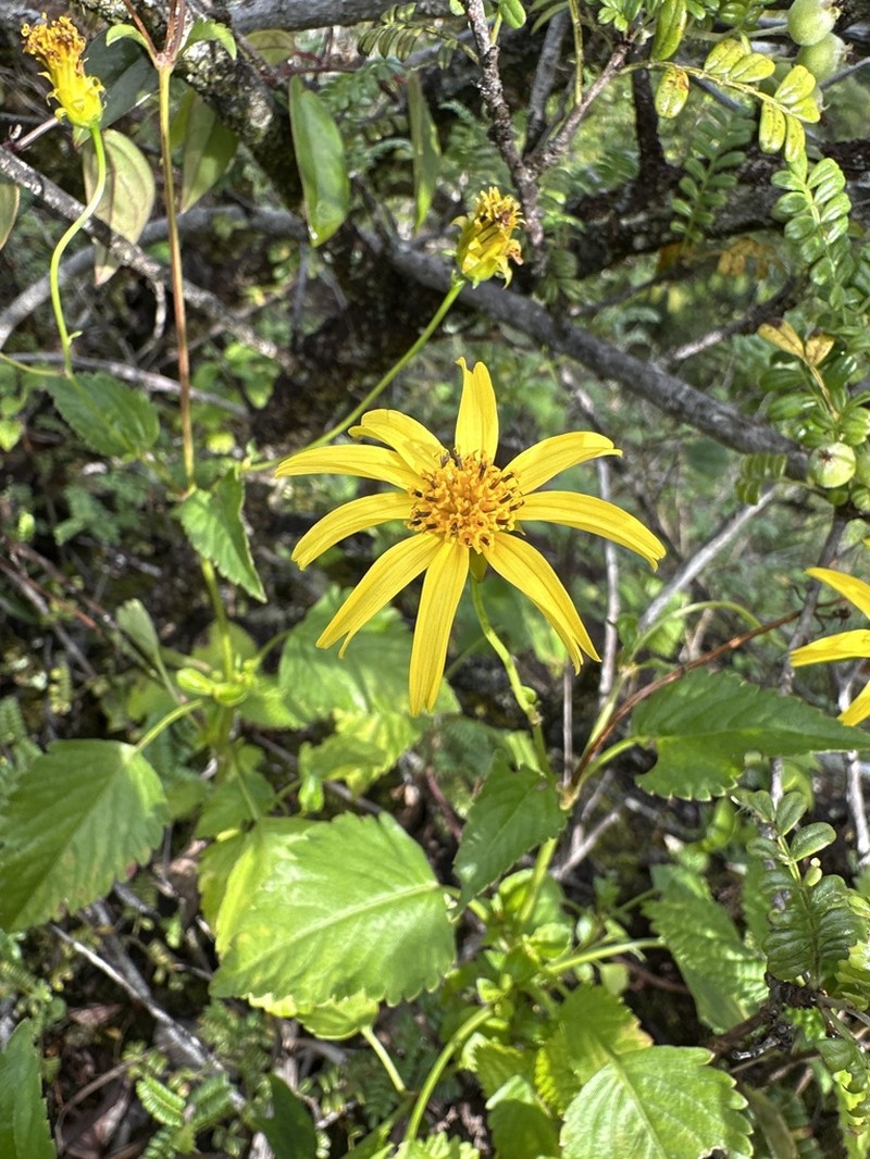 Oahu Beggarticks photo 4