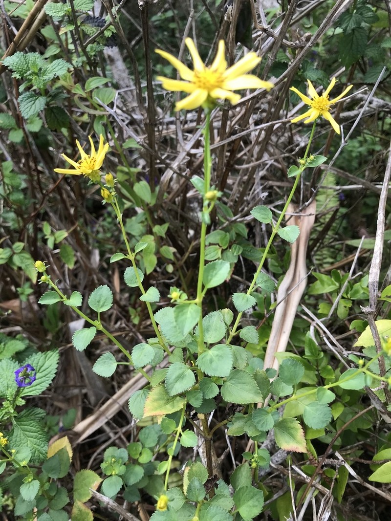 Oahu Beggarticks photo 2