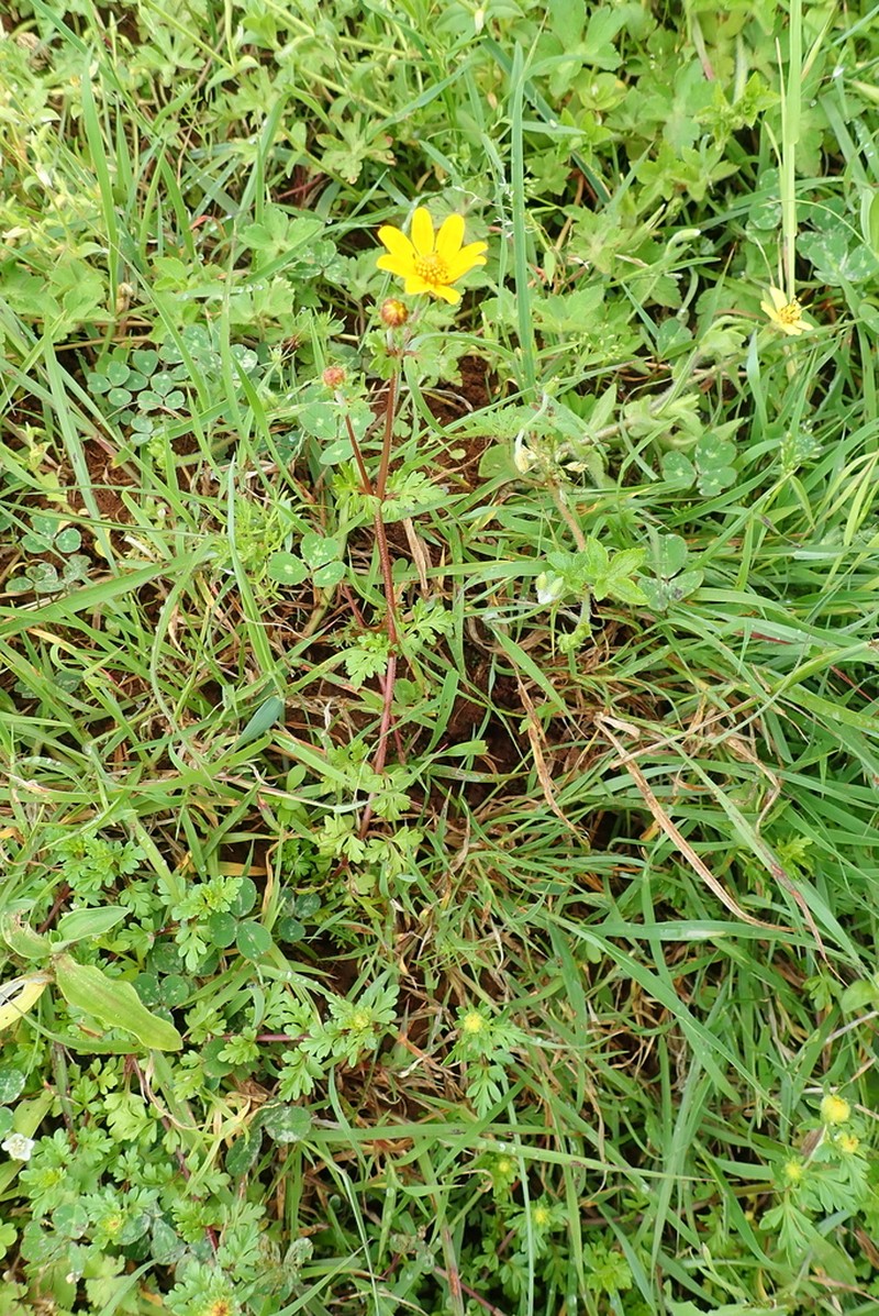 Bidens prestinaria