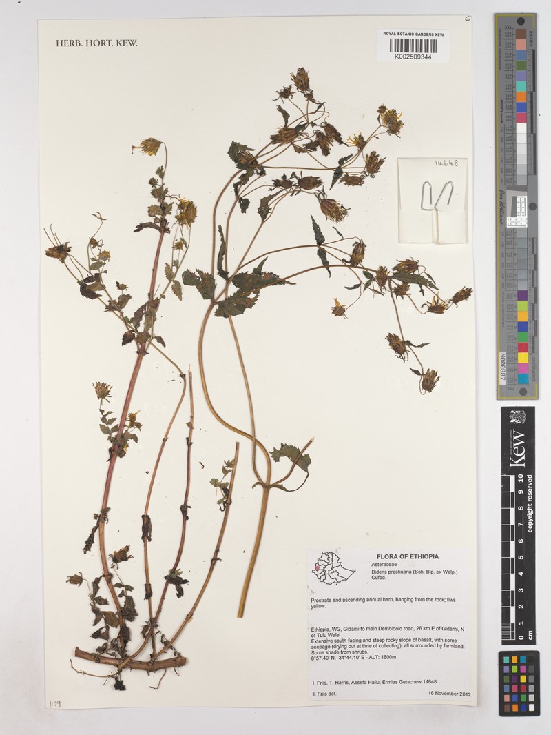 Bidens prestinaria photo 3