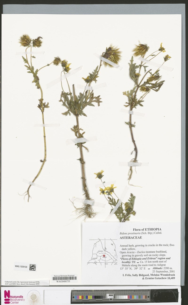 Bidens prestinaria photo 4