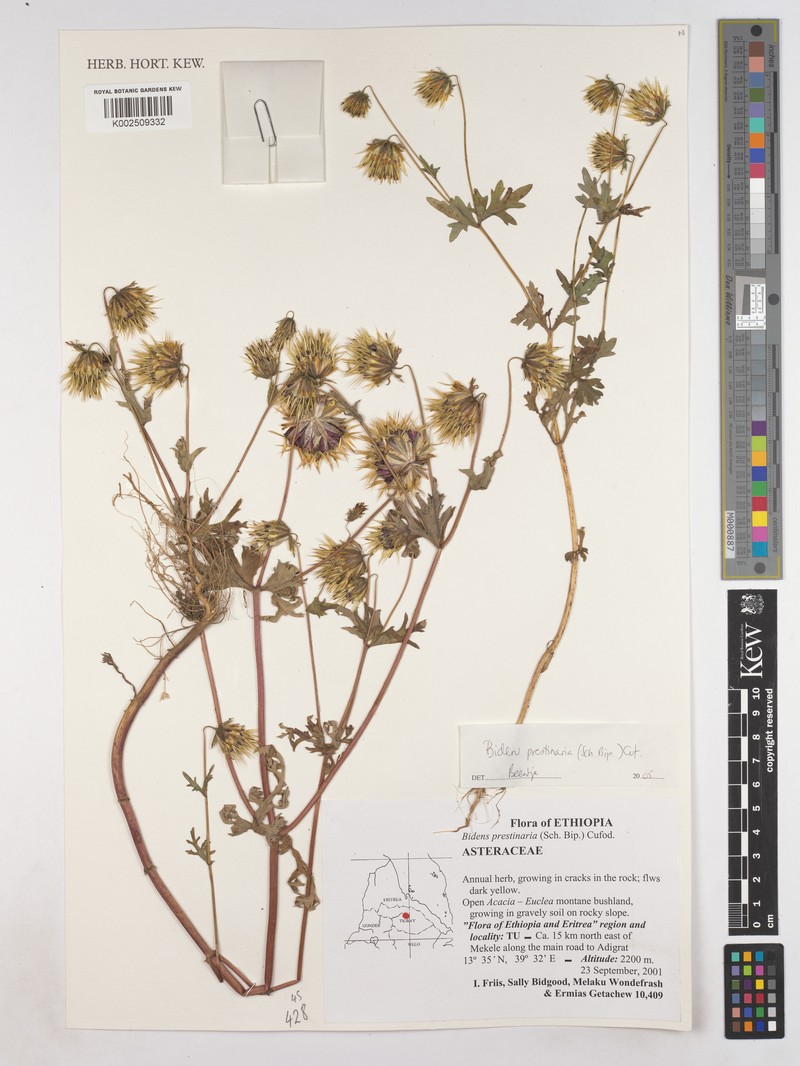 Bidens prestinaria photo 5