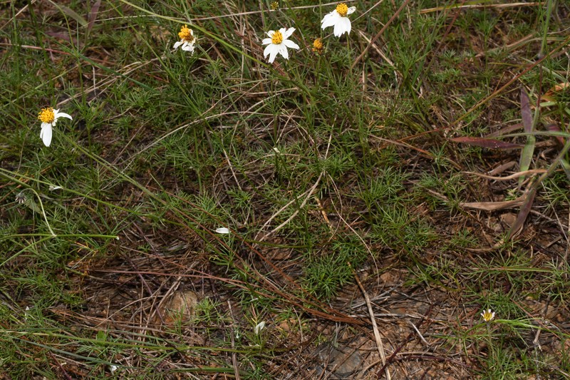 Bidens pringlei photo 2