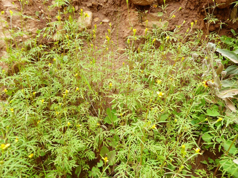 Bidens pseudocosmos photo 2