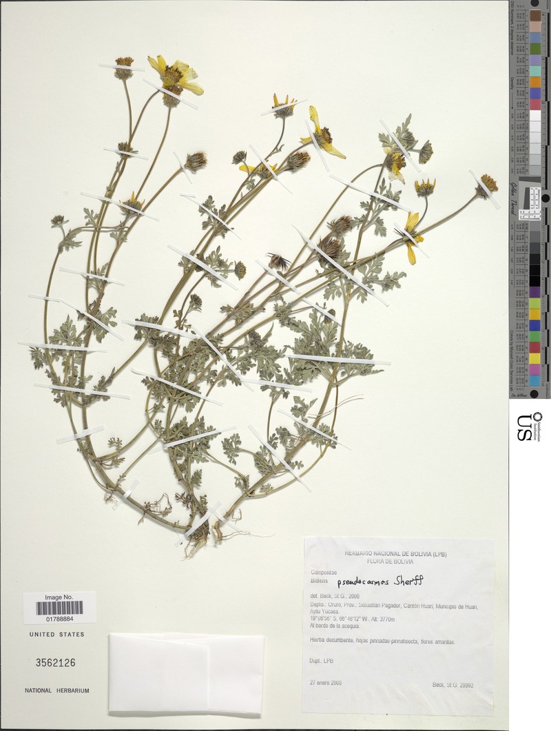 Bidens pseudocosmos photo 3