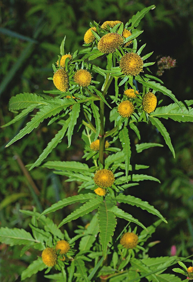 Bidens radiata