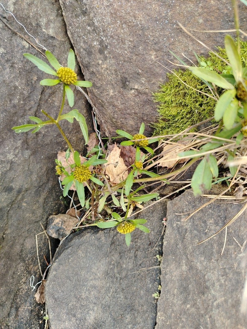 Bidens radiata photo 2