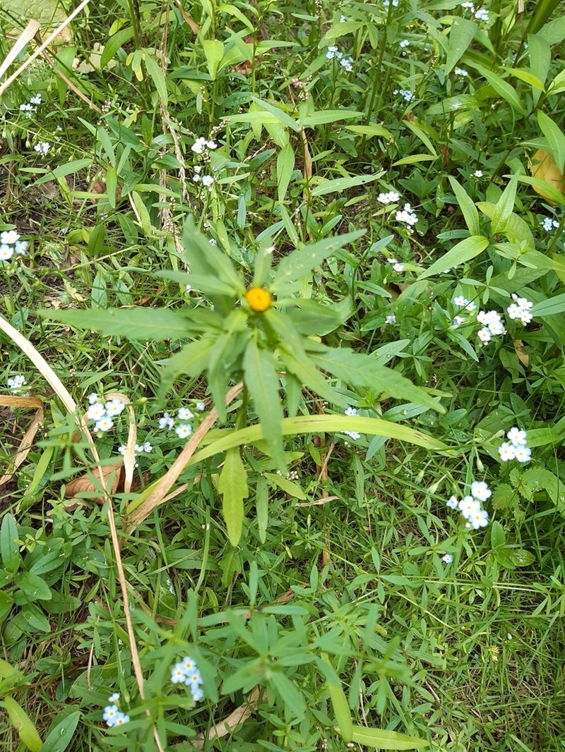 Bidens radiata photo 3