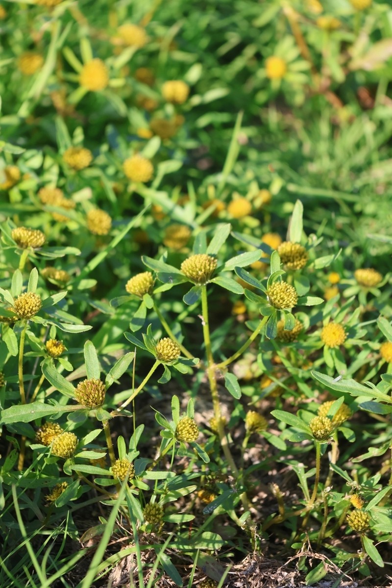 Bidens radiata photo 4
