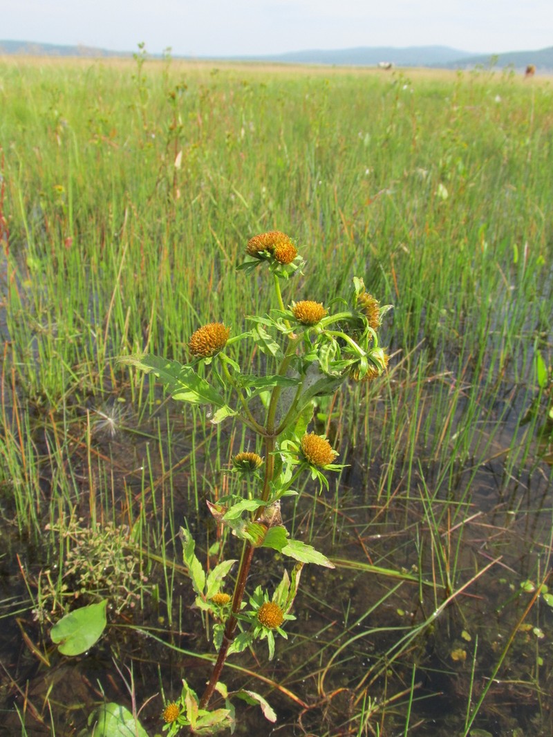 Bidens radiata photo 5