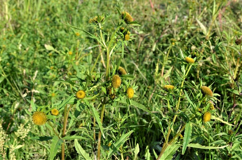 Bidens radiata photo 6