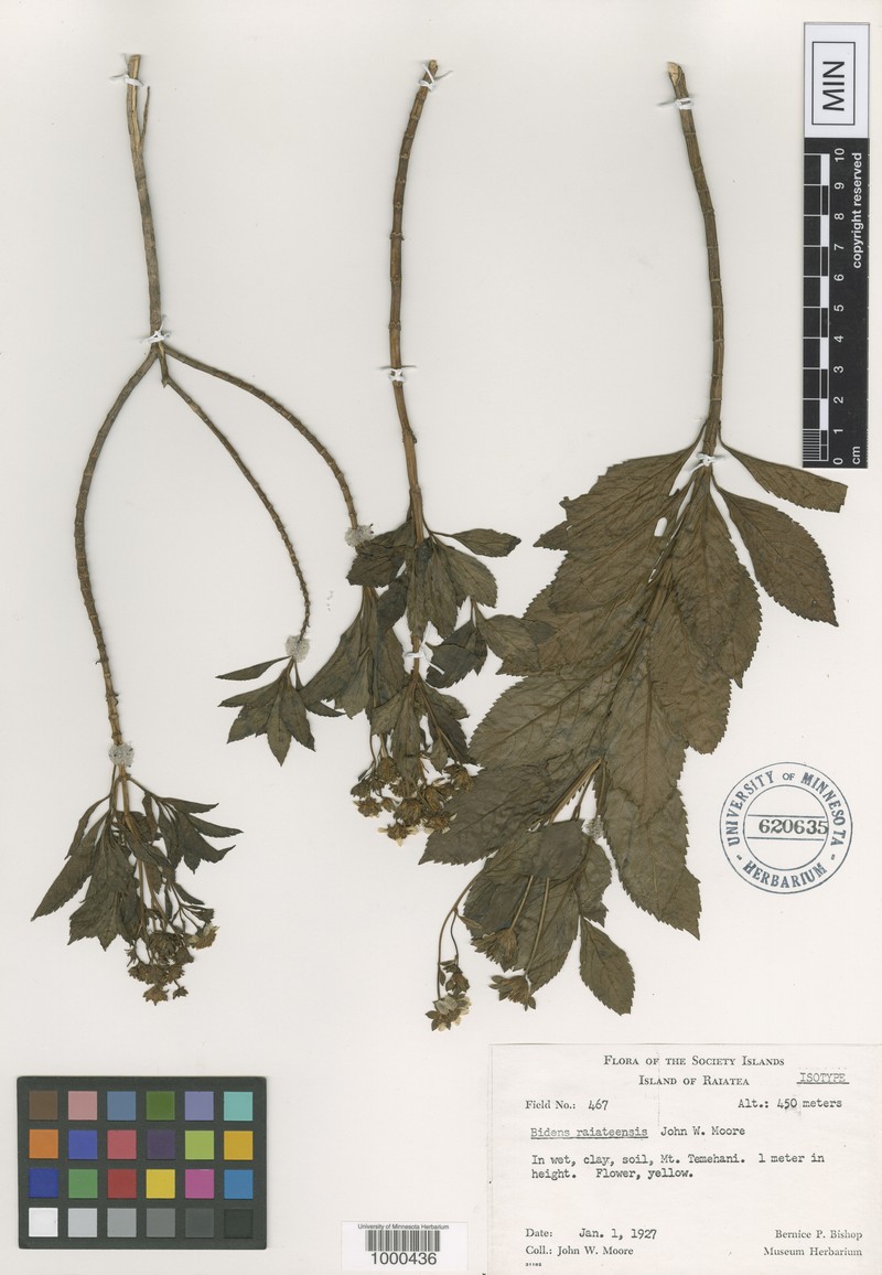 Bidens raiateensis