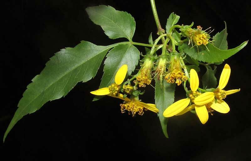 Manzanilla Trepador