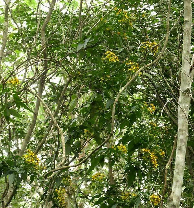 Manzanilla Trepador photo 7