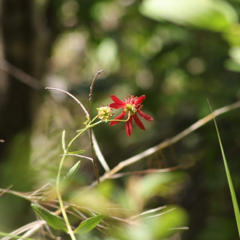 Bidens riedelii photo 2