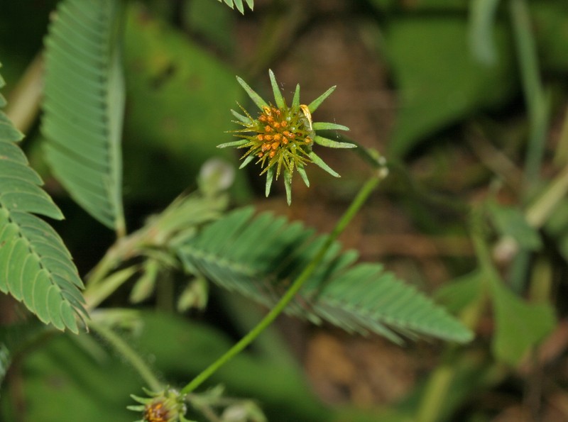 Bidens riparia