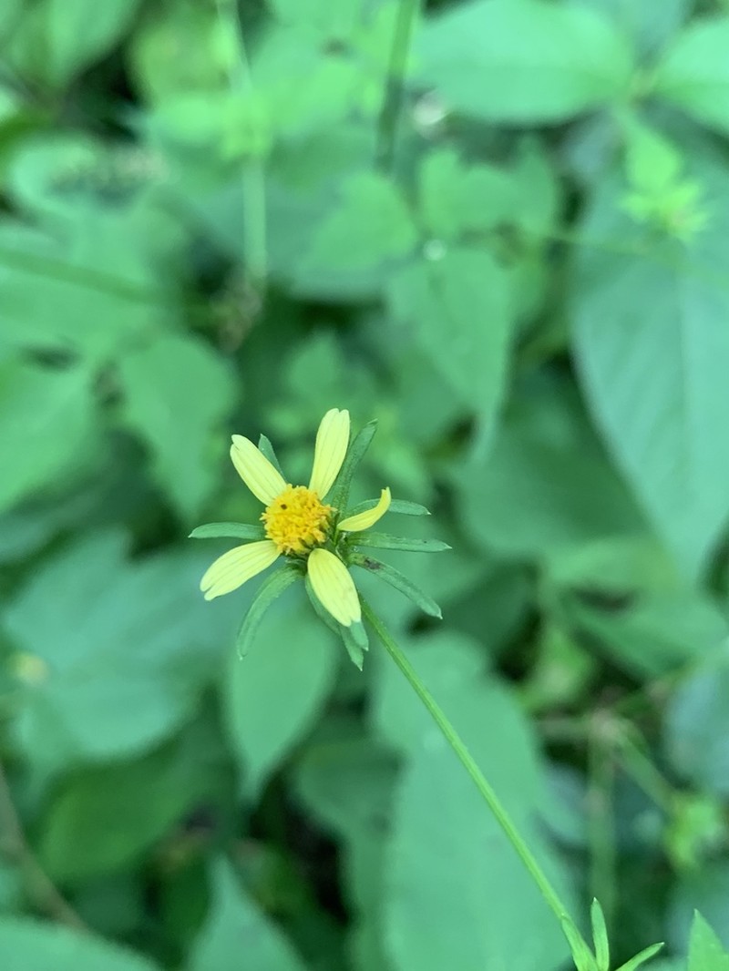 Bidens riparia photo 2