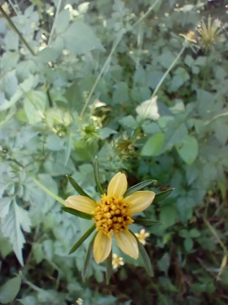 Bidens riparia photo 3