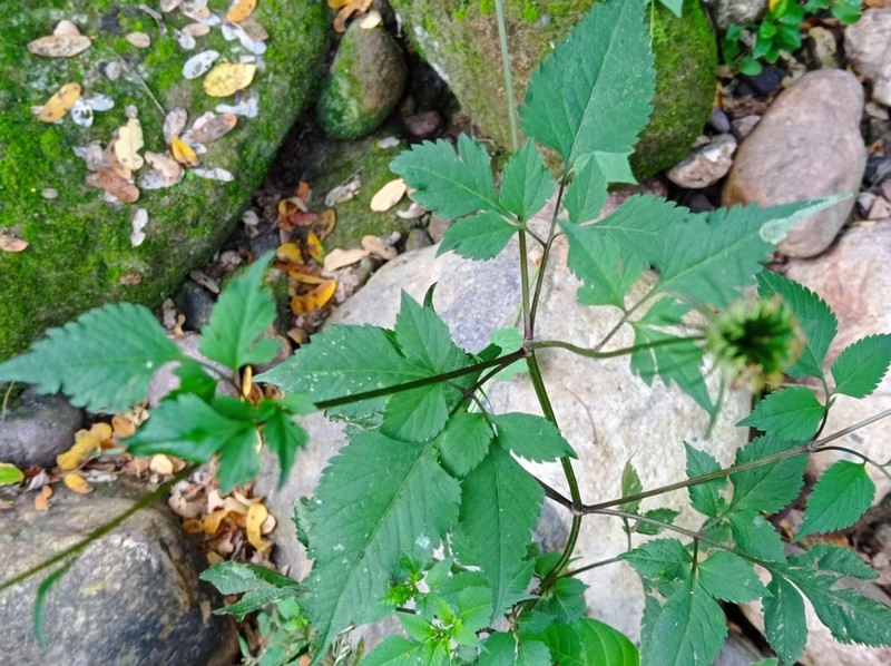 Bidens riparia photo 4