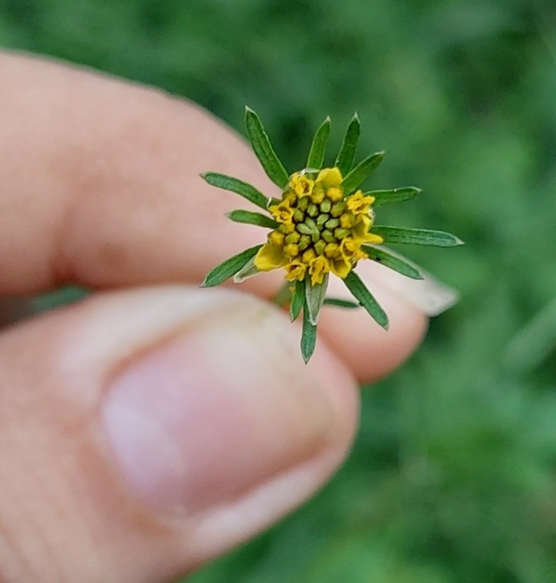 Bidens riparia photo 5