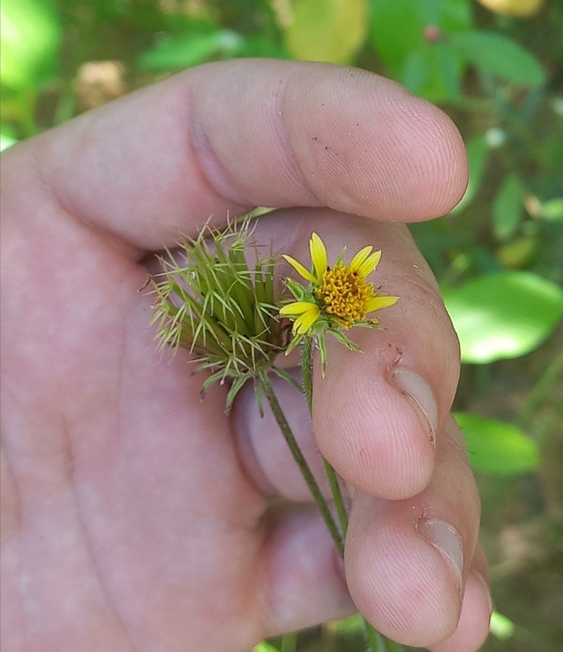 Bidens riparia photo 6