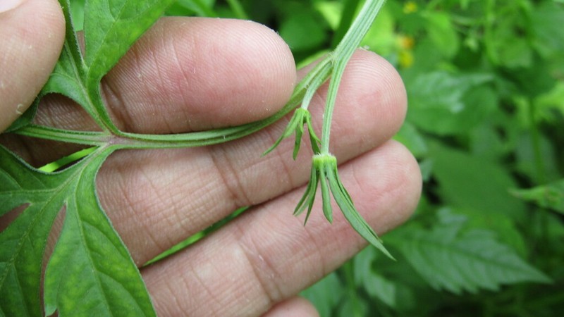 Bidens riparia photo 7