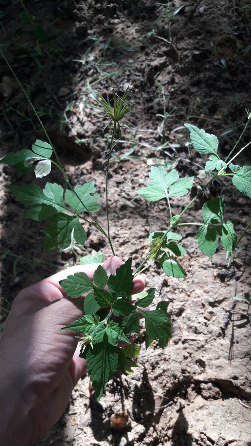 Bidens riparia photo 8