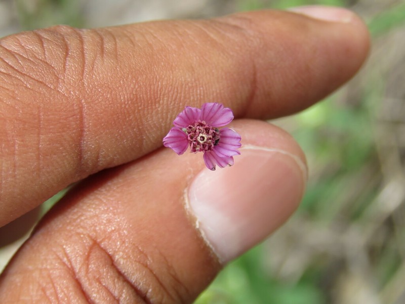 Bidens rostrata