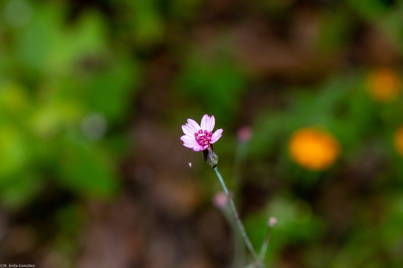 Bidens rostrata photo 2