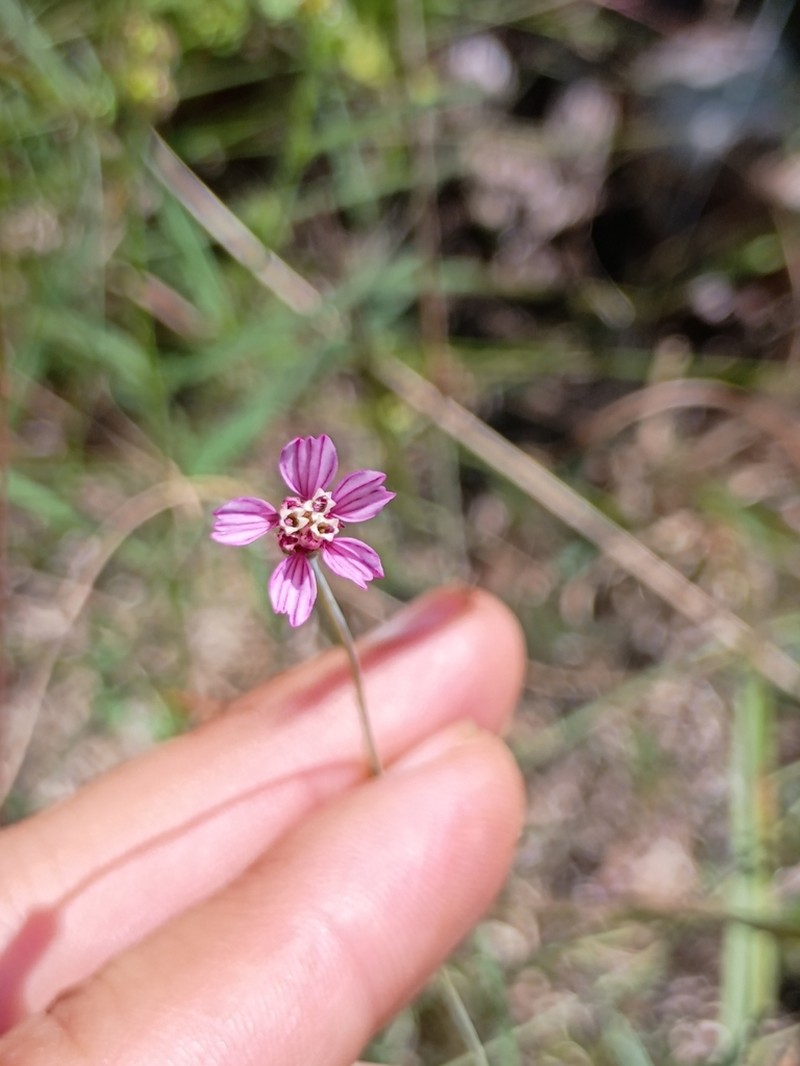 Bidens rostrata photo 3