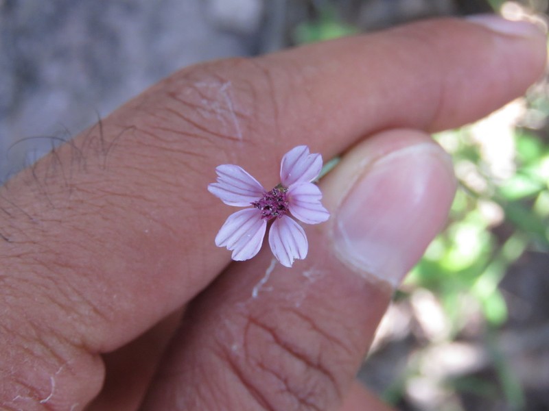 Bidens rostrata photo 4