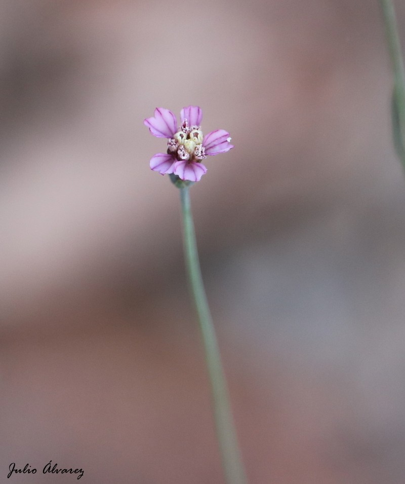 Bidens rostrata photo 7