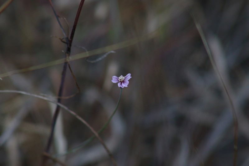 Bidens rostrata photo 8