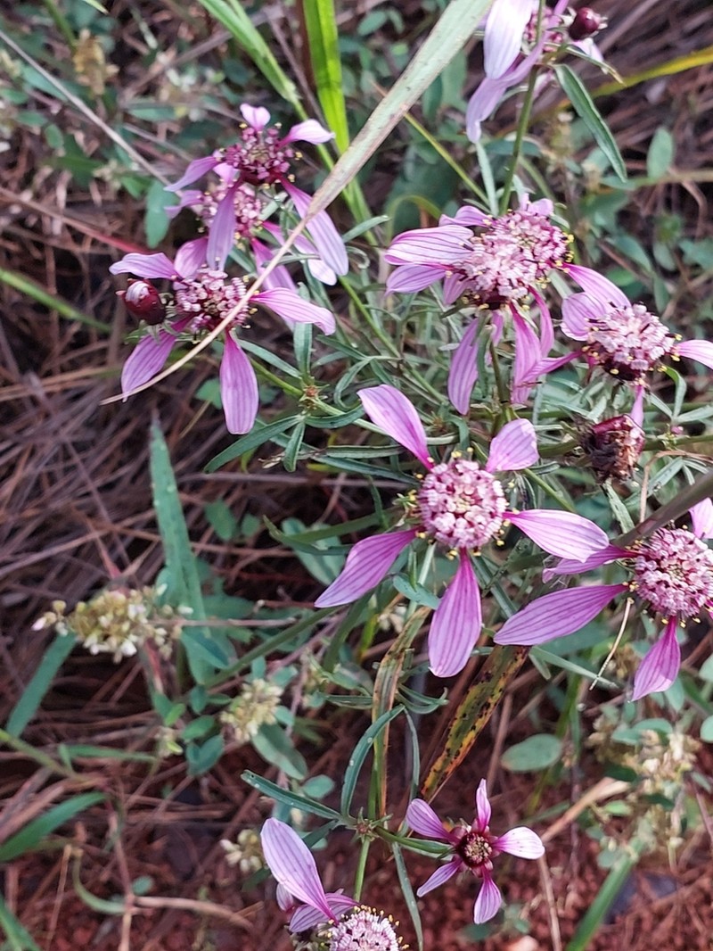 Bidens rubicundula photo 2