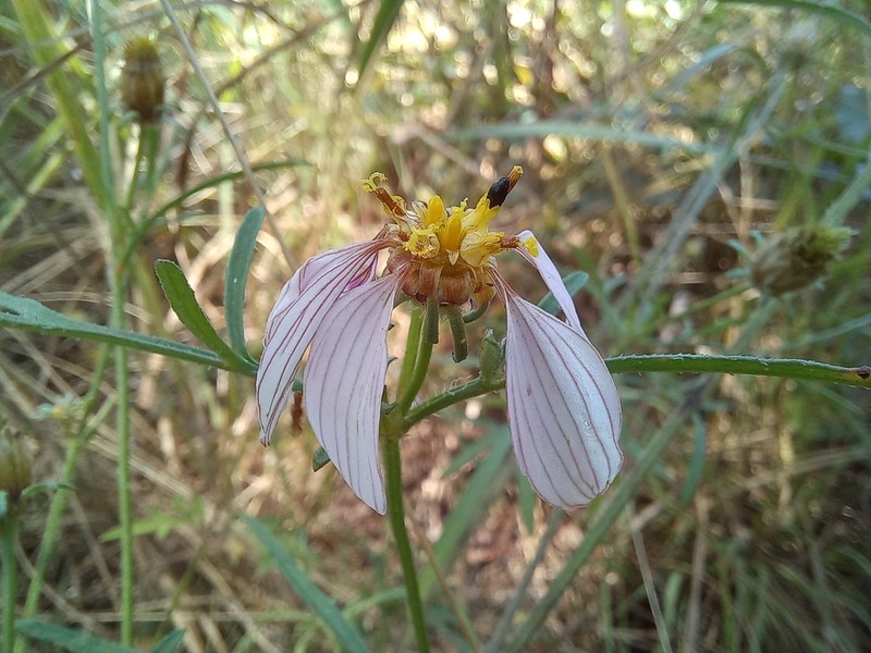 Bidens rubicundula photo 3