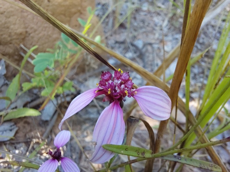 Bidens rubicundula photo 4