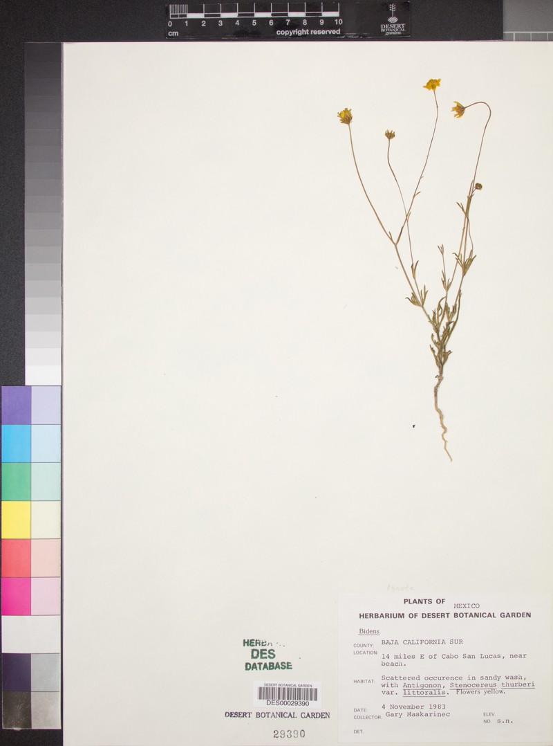 Bidens rubicundula photo 5