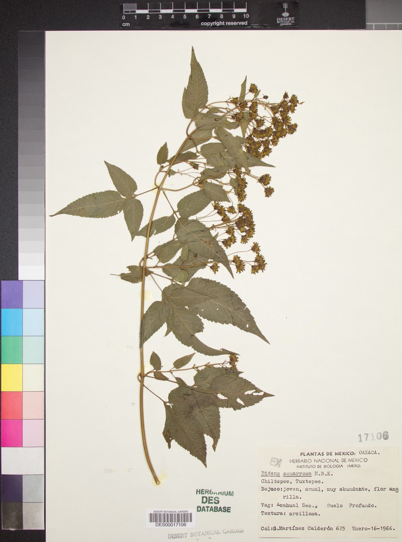 Bidens rubicundula photo 6