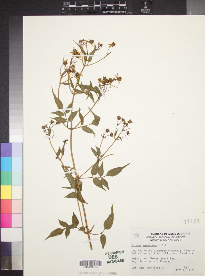 Bidens rubicundula photo 7