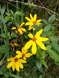Bidens rubifolia